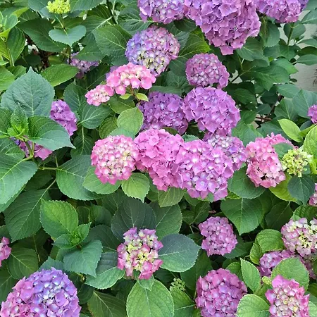 Pannonia דירה אסטרגום